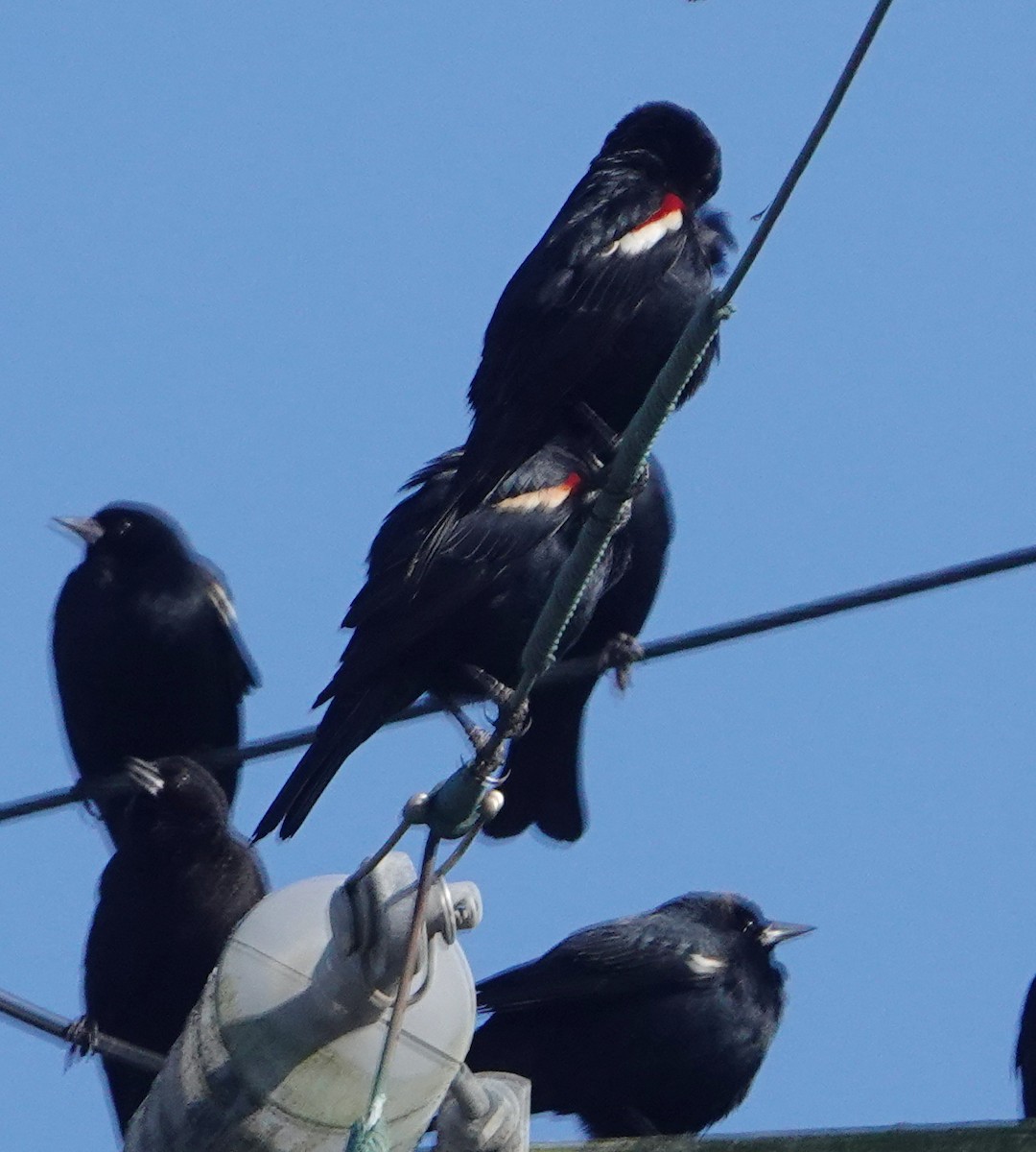 Tricolored Blackbird - ML530294031