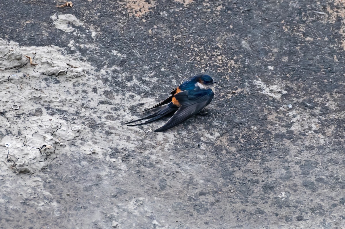Red-rumped Swallow - ML530294181