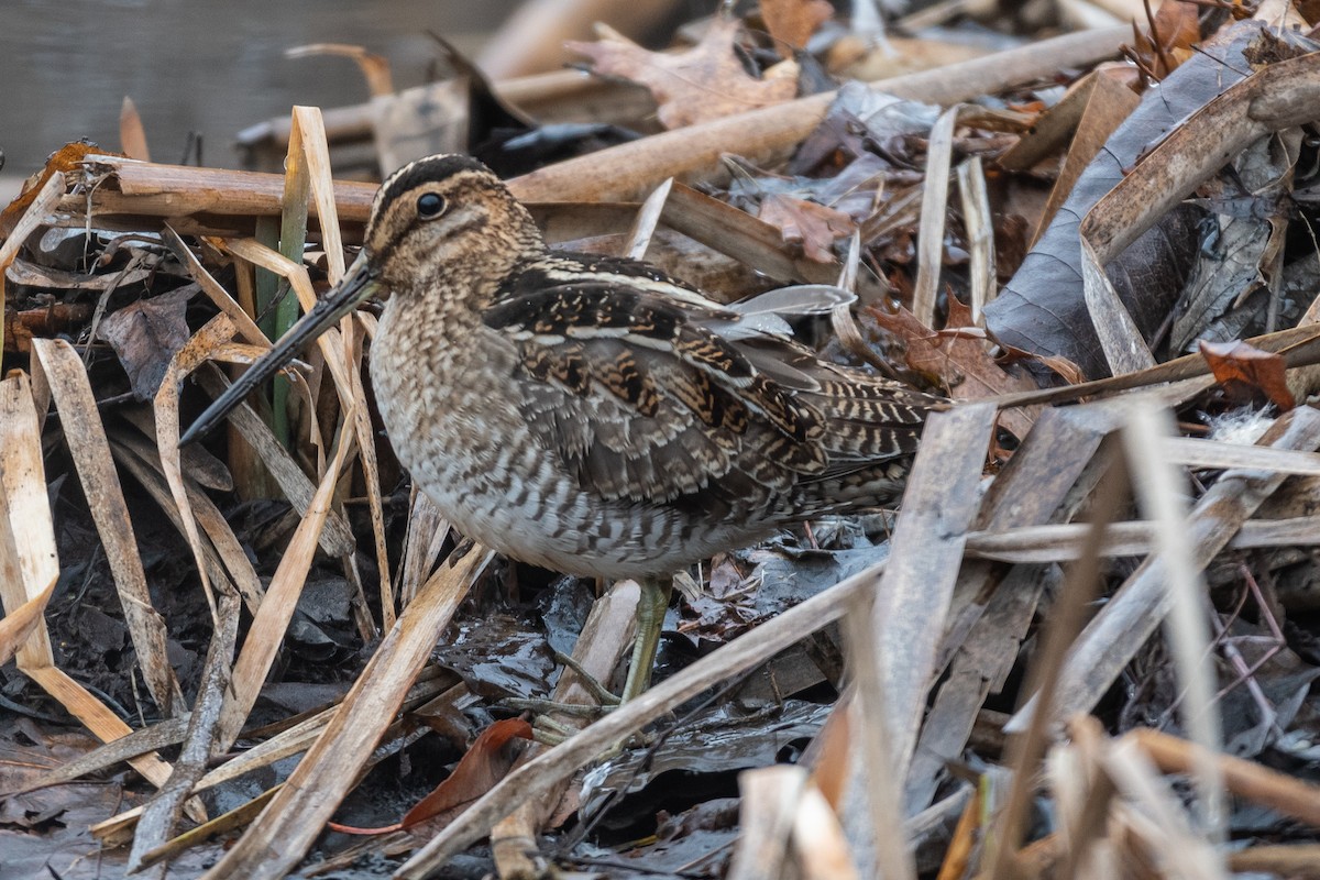 New York Breeding Bird Atlas Checklist 31 Jan 2023 Swan River Preserve, East Patchogue 2