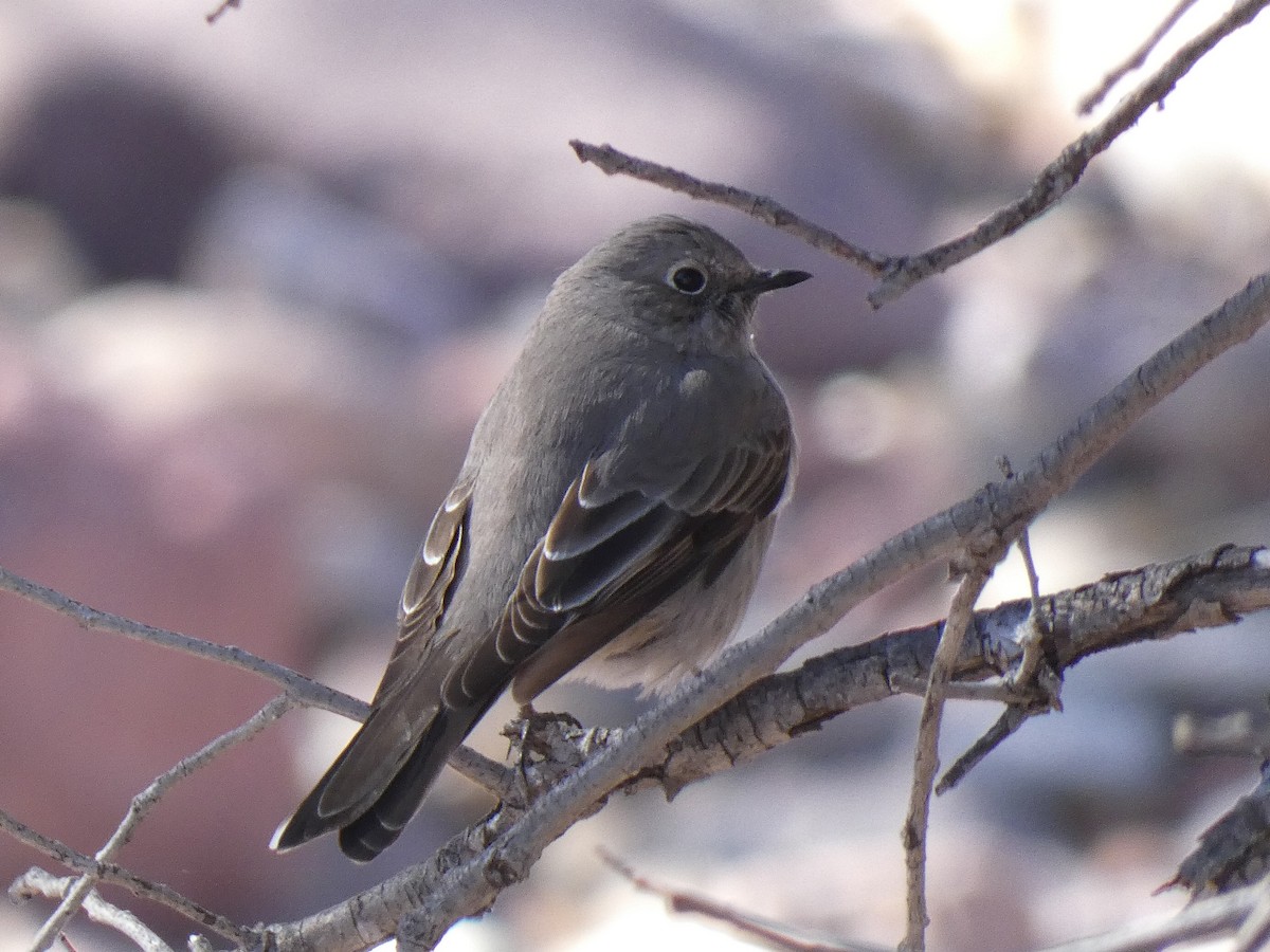 Townsend's Solitaire - ML530295471