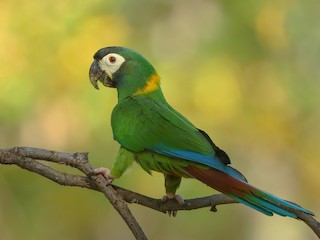  - Yellow-collared Macaw