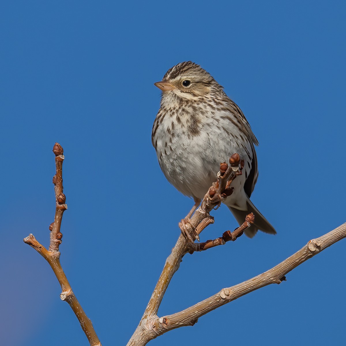 Savannah Sparrow - ML530297831