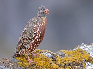  - Snow Partridge