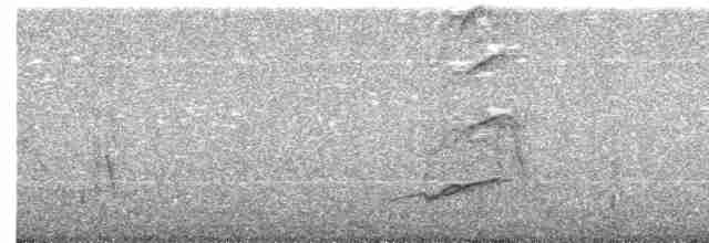 Желтоклювая лысуха - ML530300011