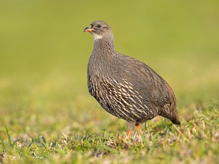  - Cape Spurfowl