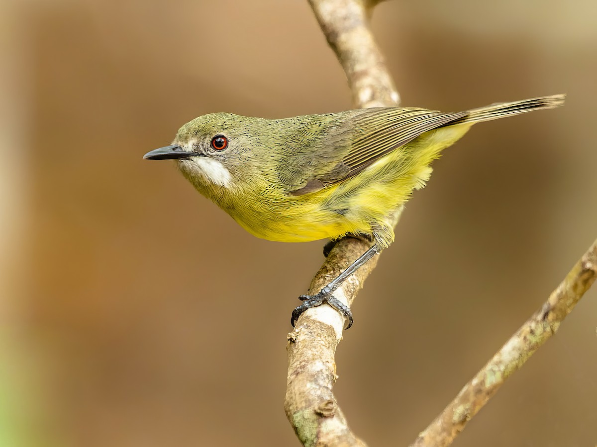 Fairy Gerygone - Gerygone Palpebrosa - Birds Of The World