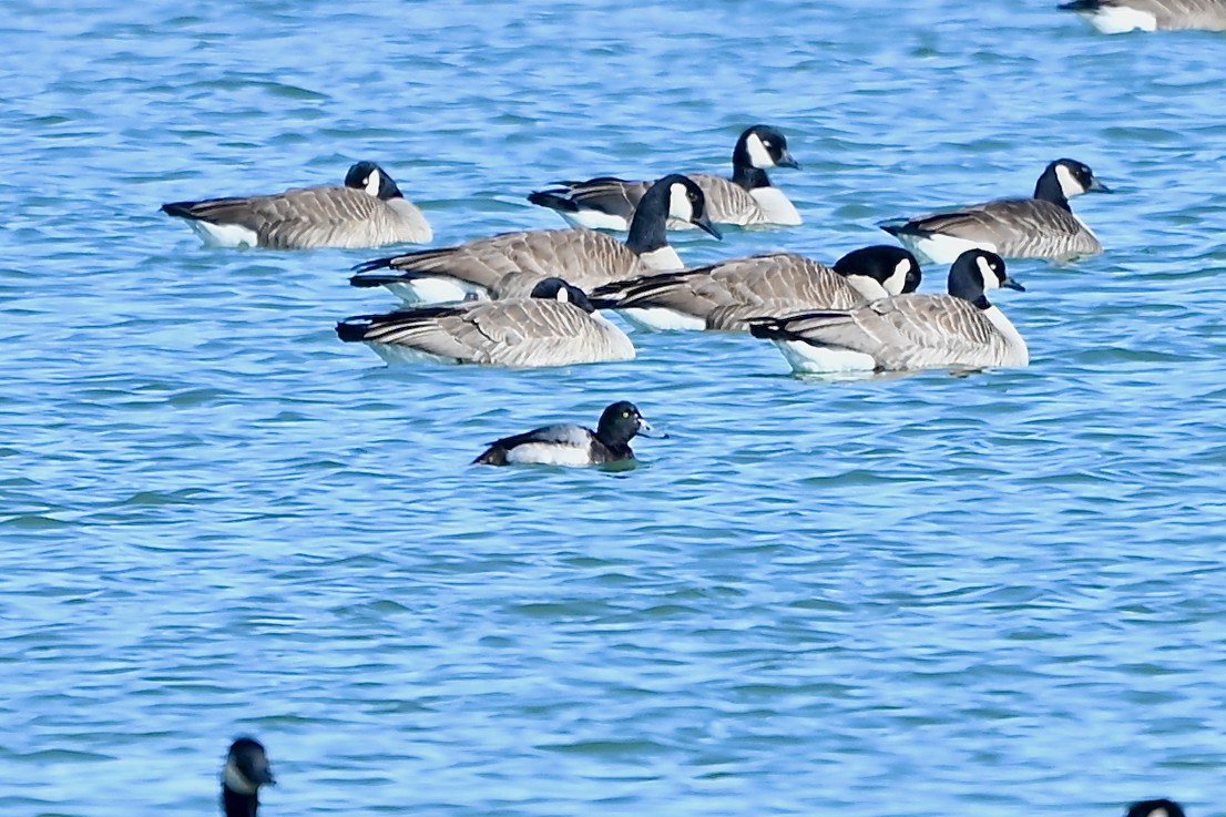 Greater Scaup - ML530302281
