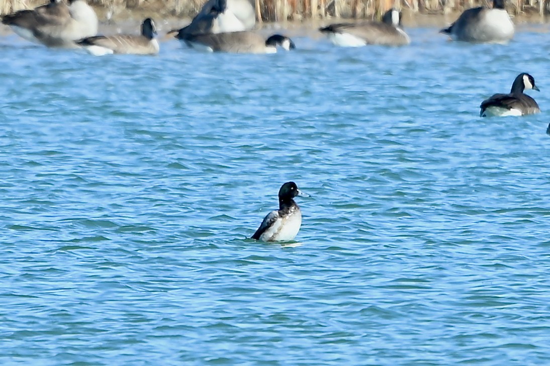 Greater Scaup - ML530302291
