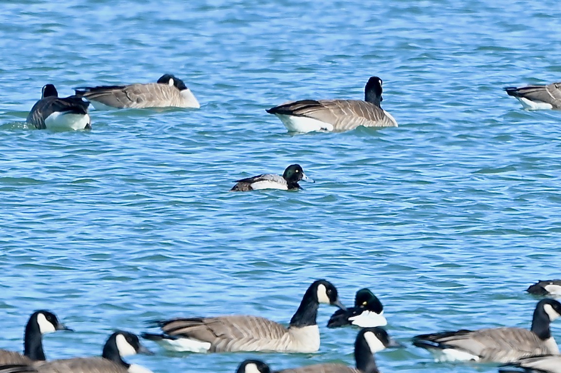 Greater Scaup - ML530302301