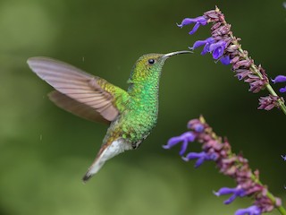  - Coppery-headed Emerald