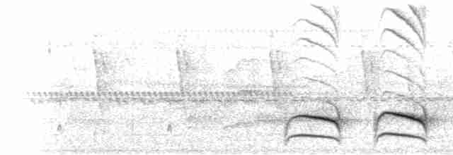  - Rufous-capped Antshrike (Northern)