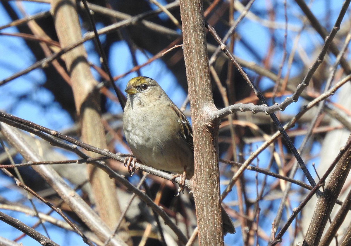 Golden-crowned Sparrow - ML530306241