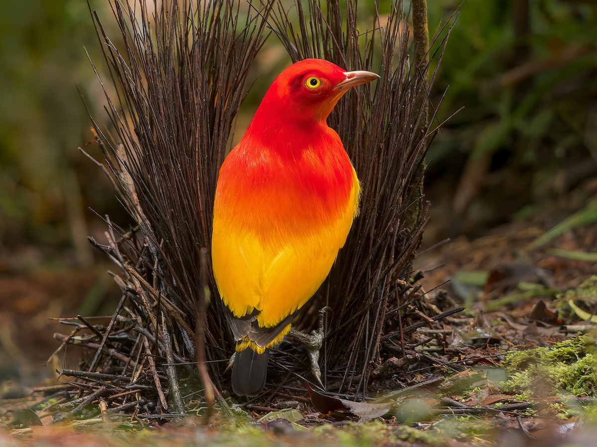 Flame Bowerbird - Sericulus ardens - Birds of the World