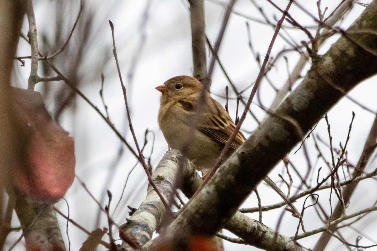 Field Sparrow - ML530307191