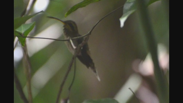 kolibřík pruhohrdlý - ML530307661