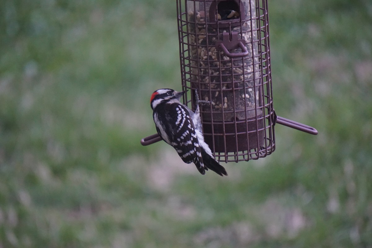 Downy Woodpecker - ML53030801