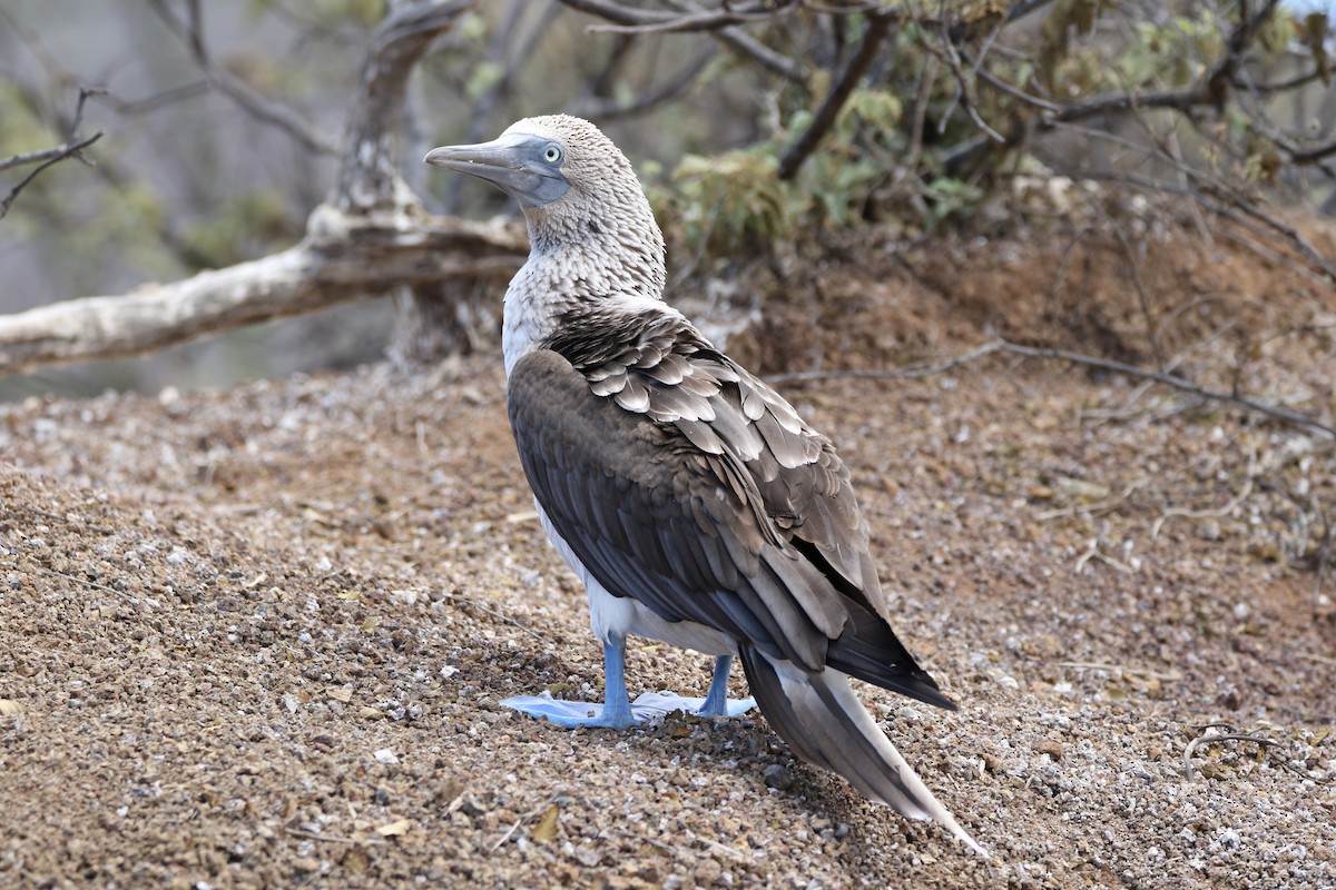 Blue-footed Booby - ML530308861
