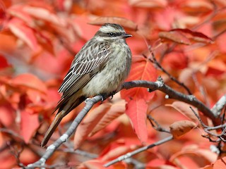  - Variegated Flycatcher