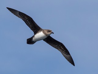  - Atlantic Petrel