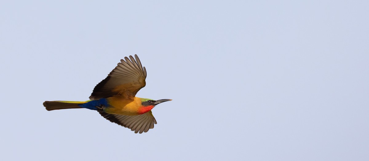 Red-throated Bee-eater - ML530315611
