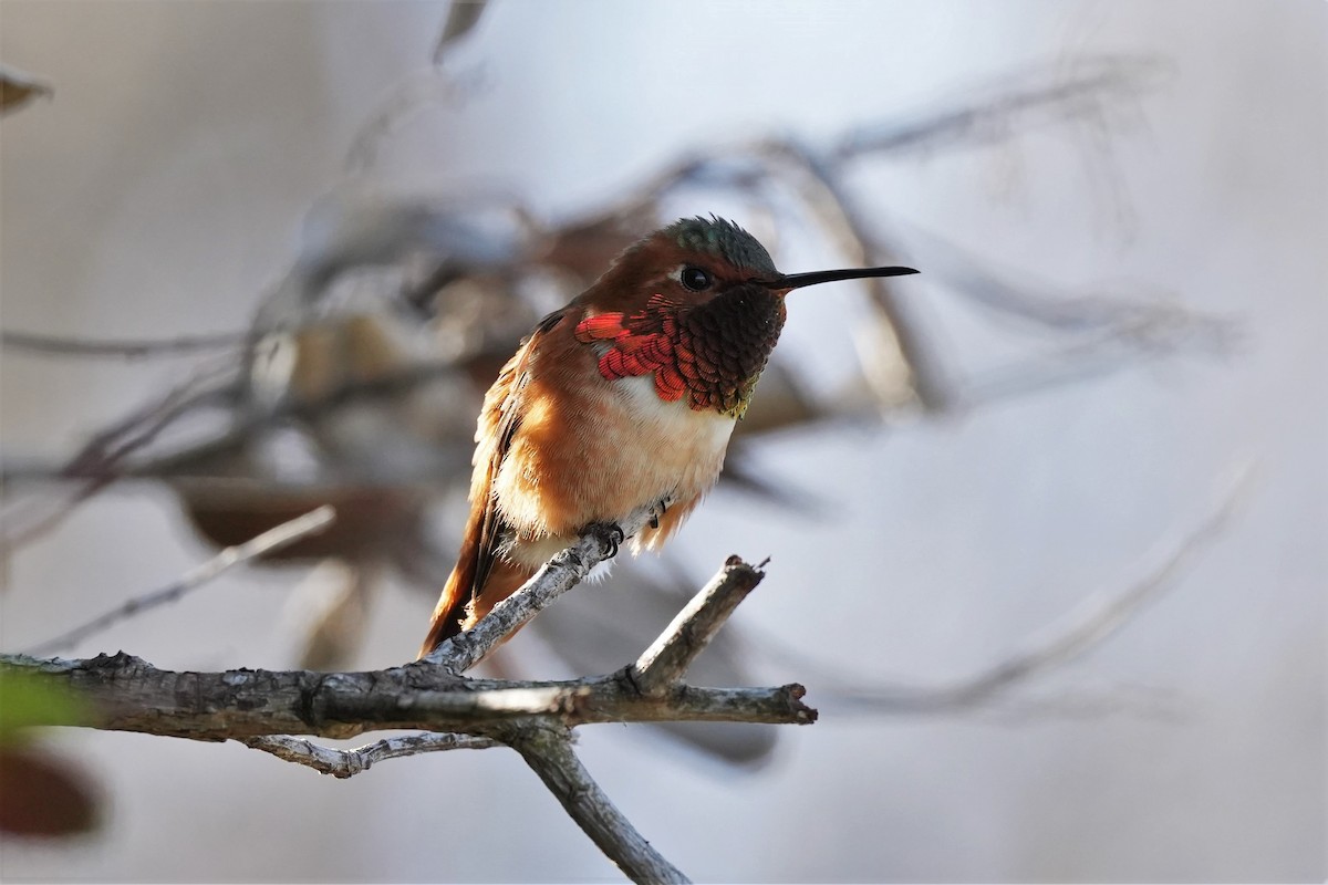 Allen's Hummingbird - ML530315961