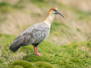  - Andean Ibis