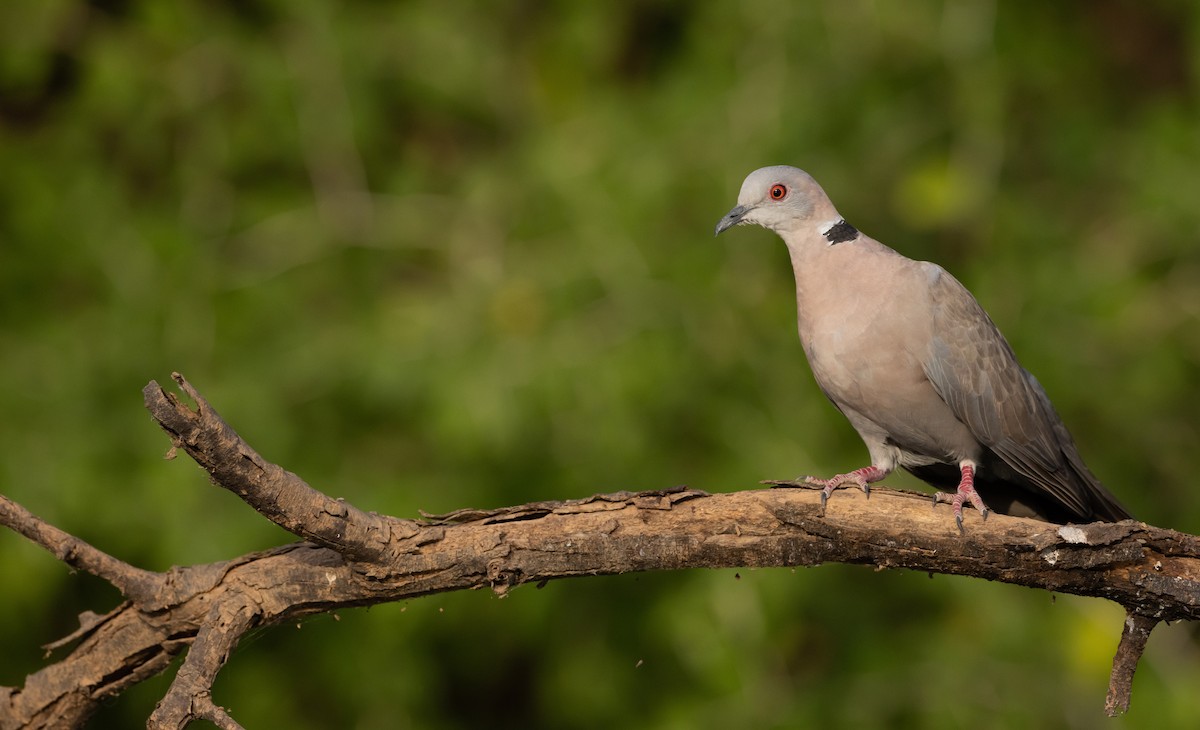 Mourning Collared-Dove - ML530316951