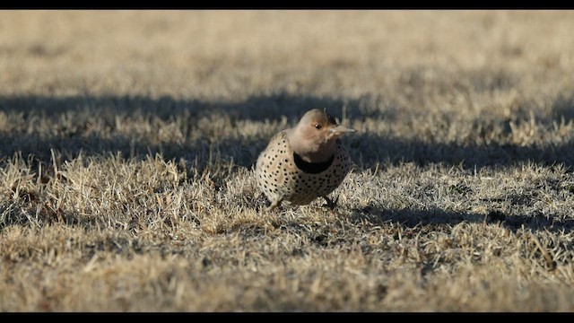 Northern Flicker (Red-shafted) - ML530317921