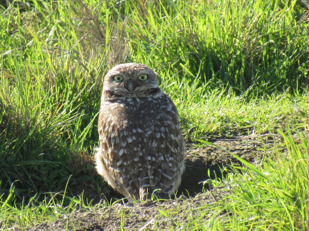 Burrowing Owl - ML530317961