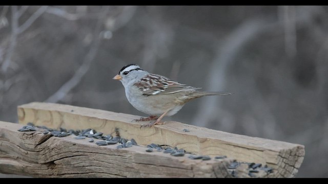 White-crowned Sparrow (Gambel's) - ML530319461