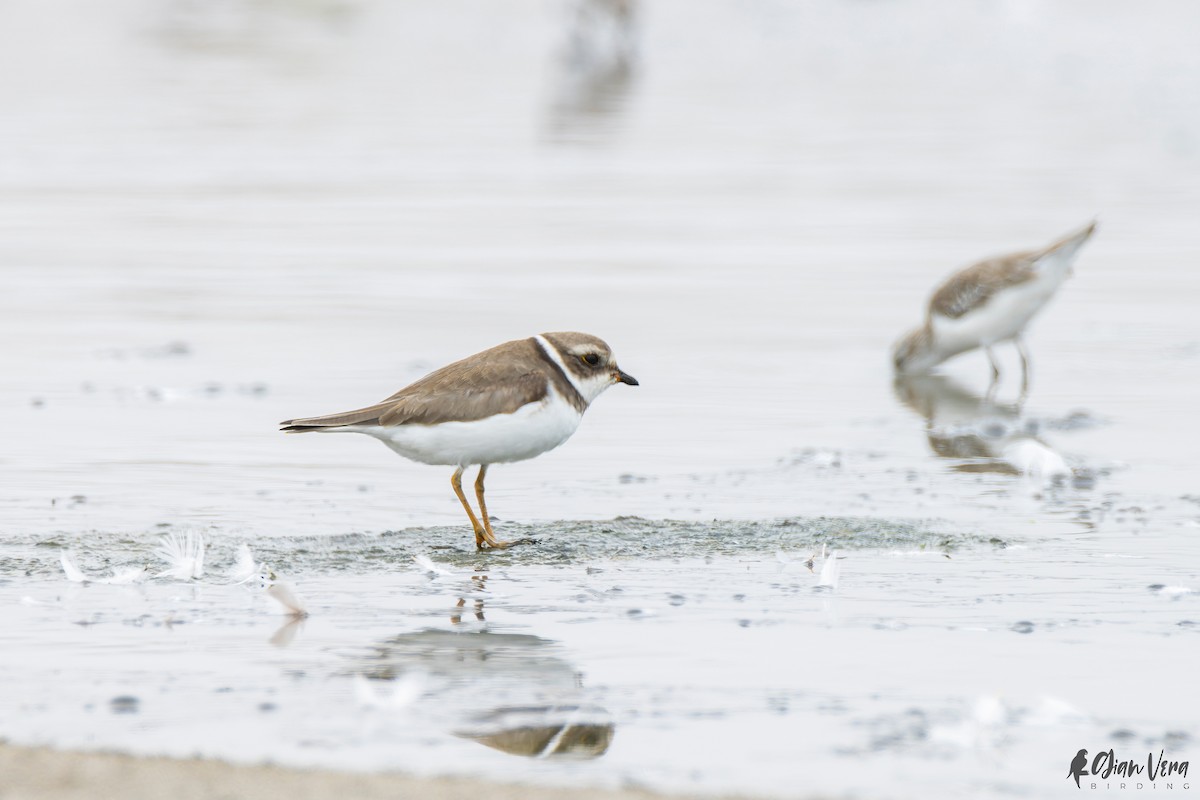 Semipalmated Plover - ML530319881