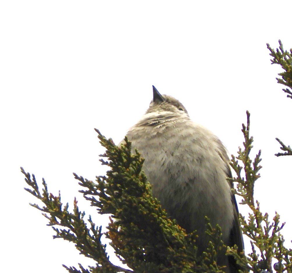 Townsend's Solitaire - ML53032071