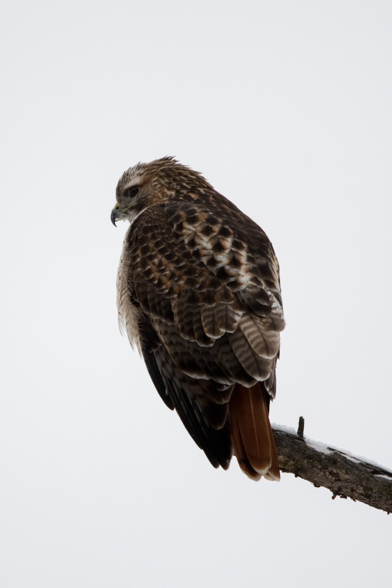 Red-tailed Hawk - ML530320771