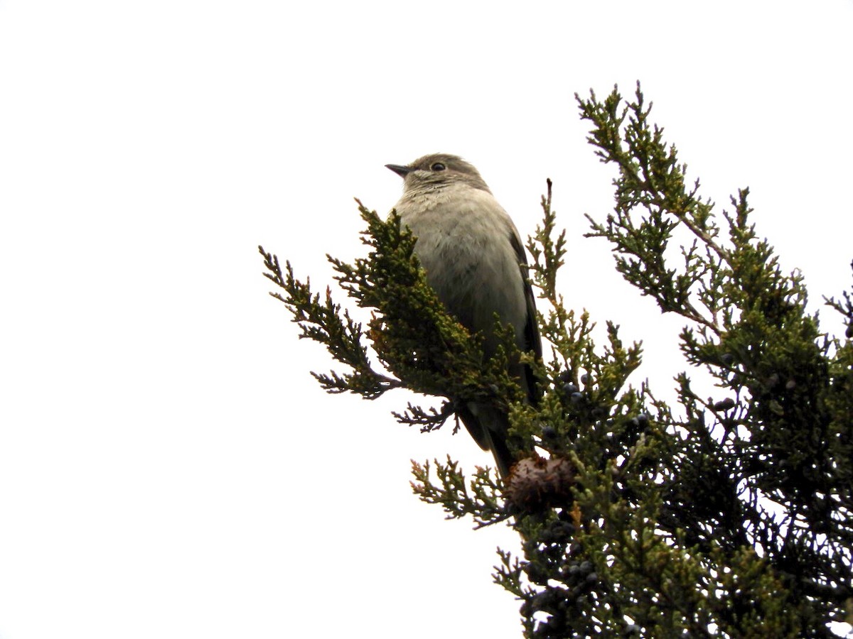 Townsend's Solitaire - ML53032081