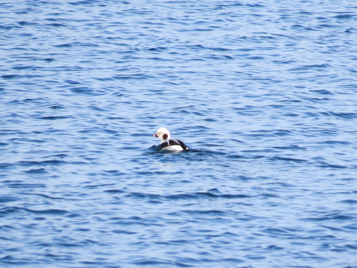 Long-tailed Duck - ML530322681
