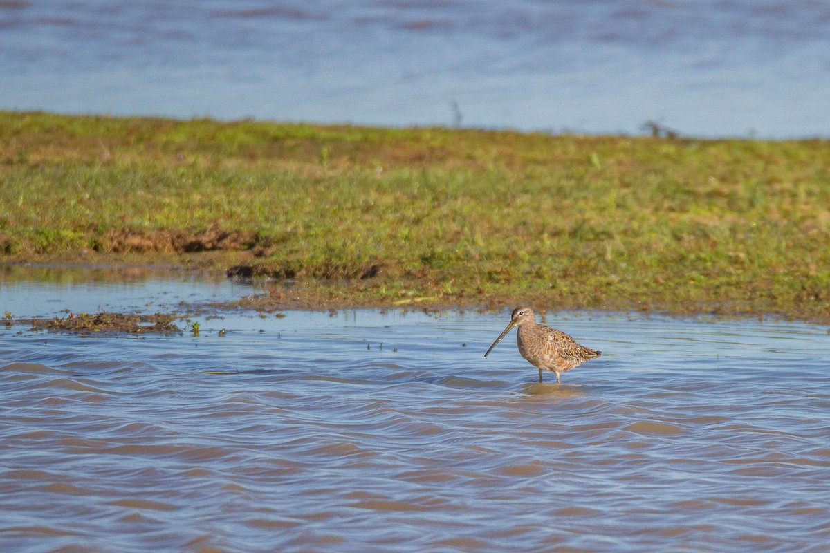 Long-billed Dowitcher - Terry Woodward