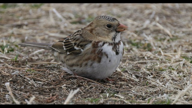 Harris's Sparrow - ML530326271