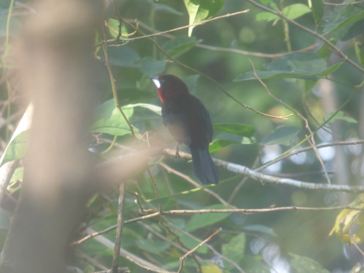 Silver-beaked Tanager - ML530326571