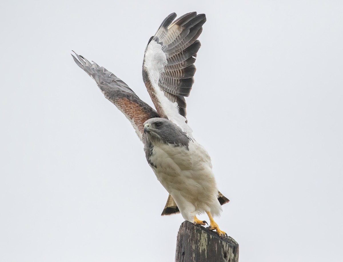 White-tailed Hawk - Iris Kilpatrick
