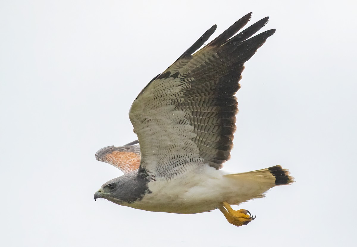 White-tailed Hawk - ML530326981