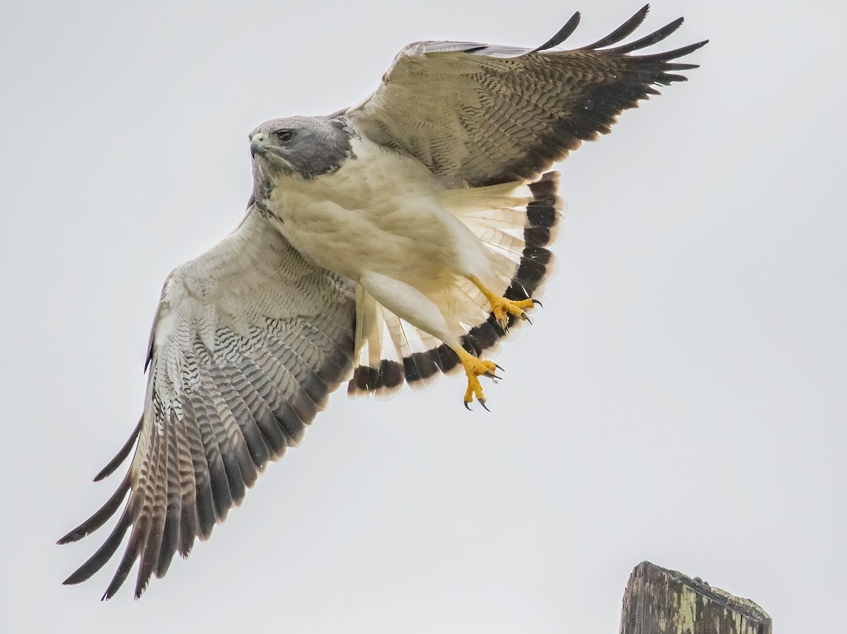 White-tailed Hawk - Iris Kilpatrick
