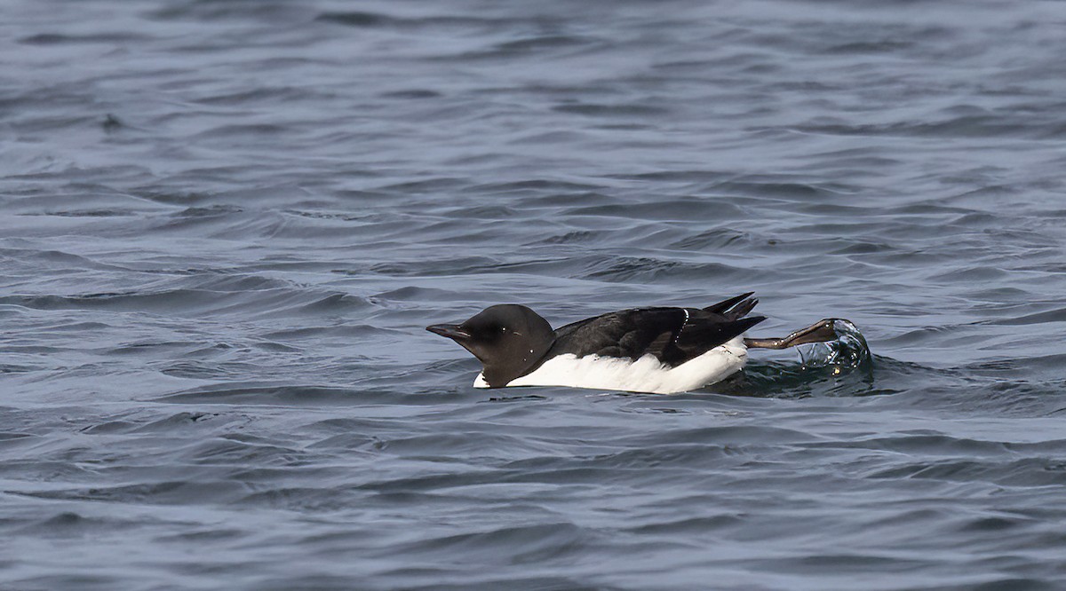 Thick-billed Murre - ML530328941