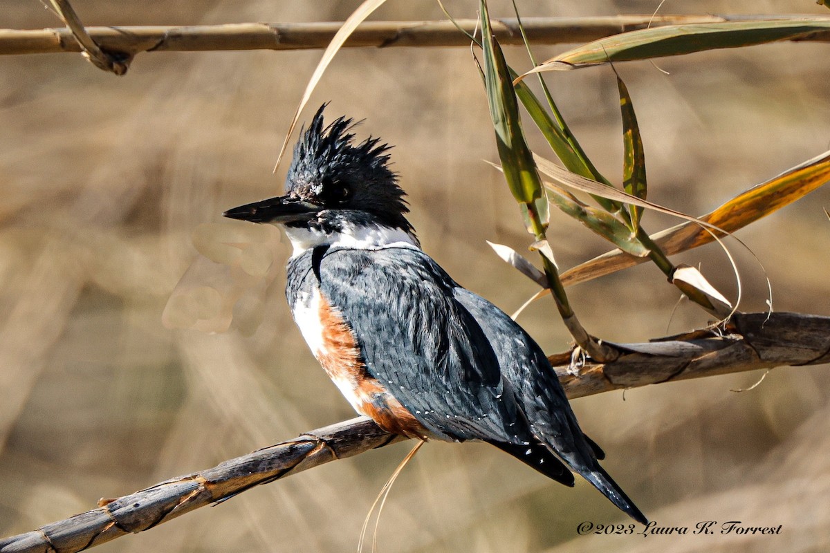 Belted Kingfisher - ML530329241