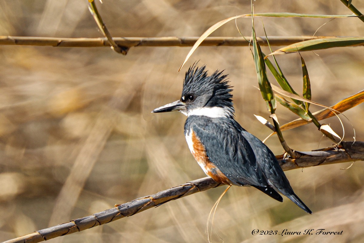 Belted Kingfisher - ML530329251