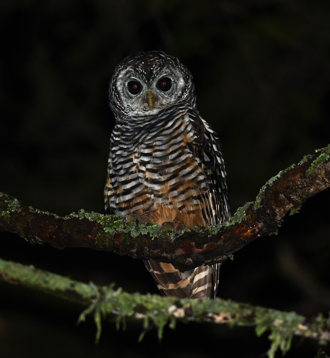 Chaco Owl - ML530329371