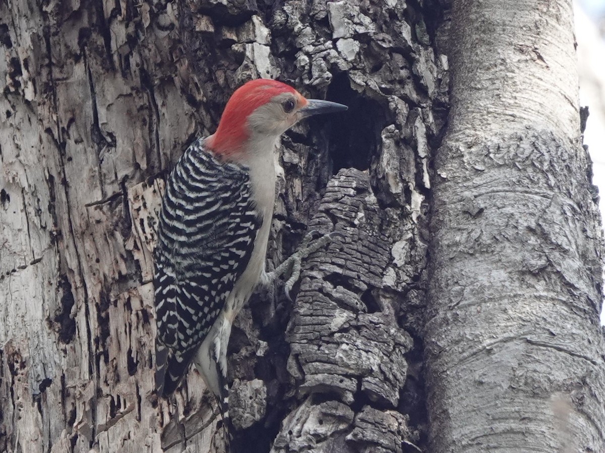 Red-bellied Woodpecker - ML530329631