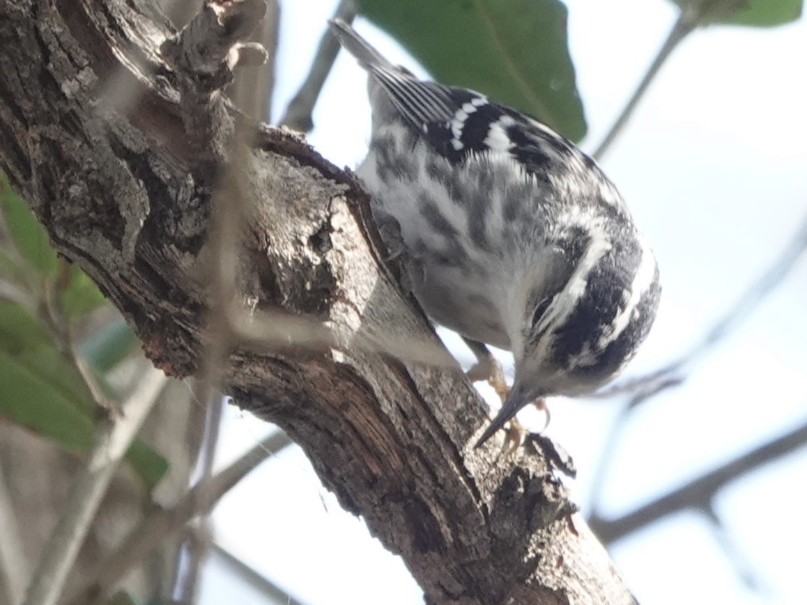 Black-and-white Warbler - ML530330261