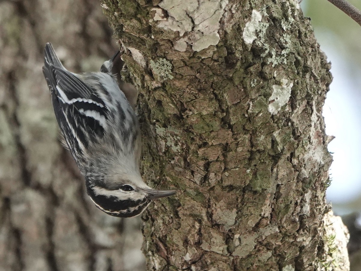 Black-and-white Warbler - ML530330271