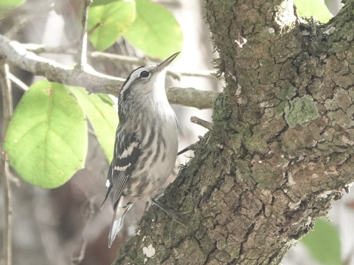 Black-and-white Warbler - ML530330281