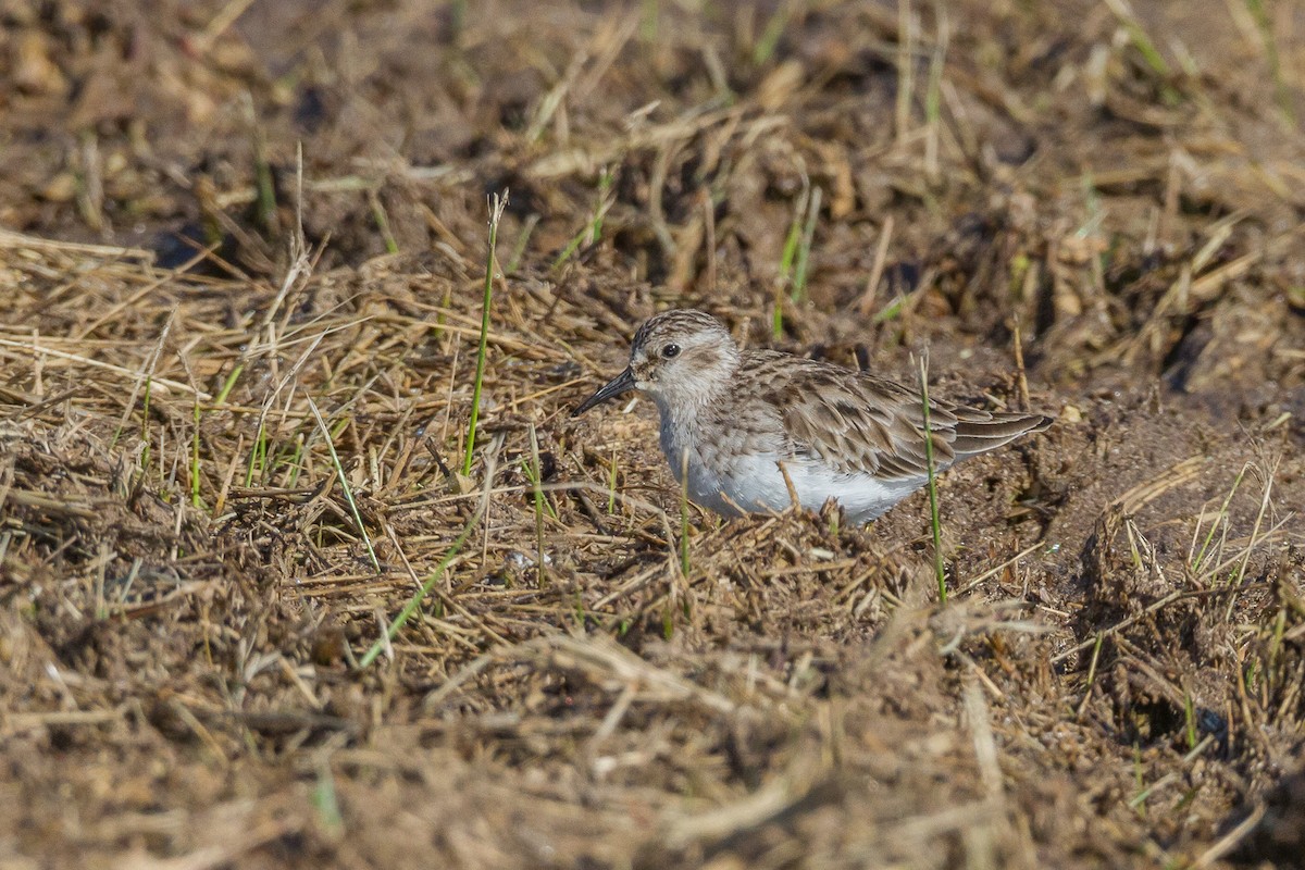 Least Sandpiper - Terry Woodward